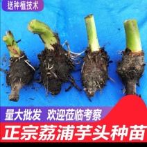 正宗高产荔浦芋头种子