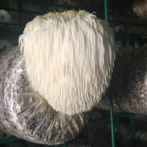 猴头菇菌包，出口级猴头菇菌棒，可办理出口手续