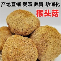 猴头菇农家自产正宗干货菌菇新鲜无熏硫煲汤