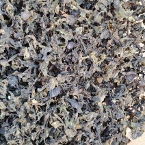 地皮菜专业地皮菜，提供国内任何地方，任何质量的优质地皮菜