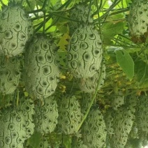 火参果产地直发