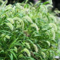 狗尾草种籽耐热耐旱，狗尾巴草种子绿化护坡固土保水