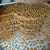 高州高品质老树无核桂圆肉龙眼肉香甜饱满罐装