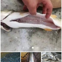 吊水瘦身鱼（草鱼、鲤鱼、花鲢、江团等），每天出鱼15吨