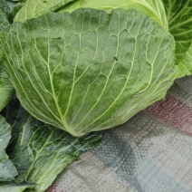 包菜加工厂，，饺子厂需要联系，量大从优，价格便宜