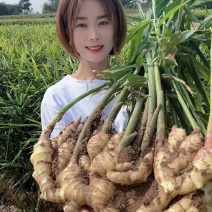 《鲜姜》红芽姜，仔姜，产地直发，一手货源