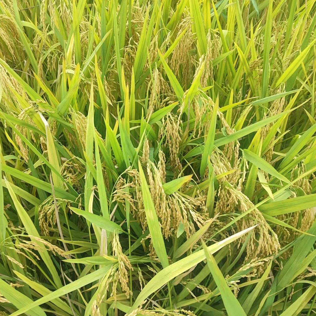 [籼稻谷批发]湖北荆州荆州区稻谷 1.38元/斤2025 年新稻 _ 一亩田