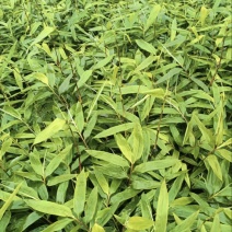 方竹苗（容器苗），公司苗圃基地自育自销，价格实惠