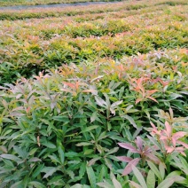 木荷苗（容器苗）公司自产自销，一手货源，价格实惠