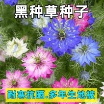 黑种草花卉种子厂家批发
