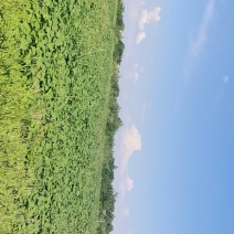红薯叶