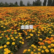 金盏花种子四季易种花种子长生菊花海易种盆栽耐寒