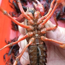 大龙虾波龙鲜活大龙虾江苏海鲜水产批发