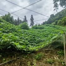 狗爪豆大量出货，欢迎各地客商