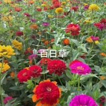 百日草花种籽耐寒耐旱耐贫瘠工程公园绿化**