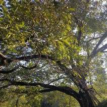 云南老树核桃鲜果