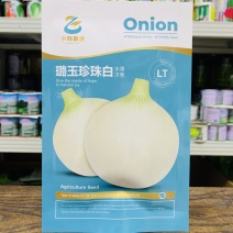 璐玉珍珠白水果洋葱中熟白皮洋葱品种甘甜微辣商品性好
