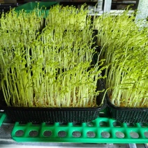 高山饮用矿泉水培豌豆芽苗菜