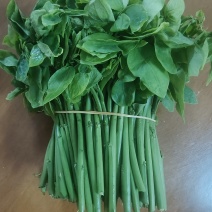 树仔菜天绿香益肝菜