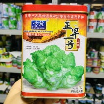 正早一号儿菜种子早熟重庆娃娃菜种籽大儿菜芥菜大田用种