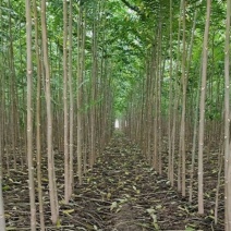三公分椿树