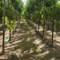 白榆，5公分白榆定植苗，冠幅1.5米