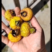 贵州刺梨