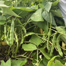 真好吃开锅烂地油豆种子早熟结荚集中肉质厚无筋无柴商品性佳