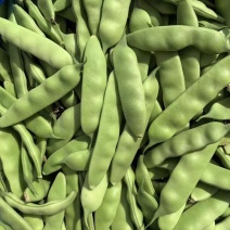 盖世油豆王油豆角种子口感好鲜嫩无筋高产抗病农家大田