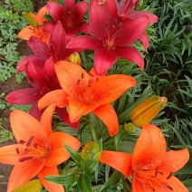百合花种（球）