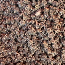 精品黄皮野生尖爪小颗粒猫爪草
