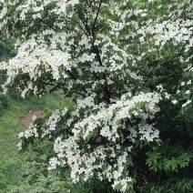 四照花树苗盆栽庭院室外园林景观植物工程绿化道路乔木大树耐寒