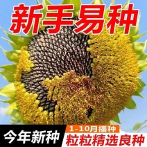 食用大向日葵种子易种高产瓜子种大颗粒型向日葵花籽大田种植种子