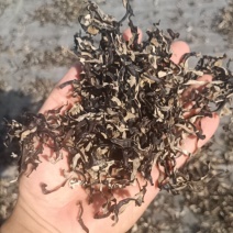 电商直发木耳丝干木耳丝生产厂家二茬精选木耳丝剪根木耳丝丝