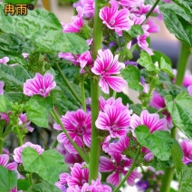 锦葵种子多年生荆葵钱葵花田花境园林绿化耐旱庭院观赏地被小钱花