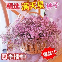 重瓣七彩满天星种子四季开花爆盆阳台懒人盆栽室内外观赏花卉种籽
