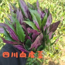 成都紫背菜，从地头直接发货，保证自家出产，质优价廉。