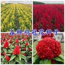 鸡冠花种子花种籽孑四季种易活庭院盆栽野花组合种子花