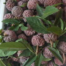 小果无限量供应。