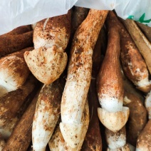 鸡枞菌
