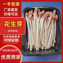 水培花生芽厂家直发常年供货按需包装对接全国