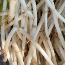 精品鱼腥草新根