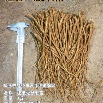 板桥党参种苗产新，货源充足，源头供应【党参苗、党参】