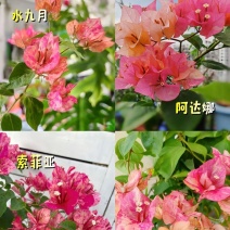 新品种三角梅彩色重瓣袋苗杯苗带土发货盆栽地栽爬藤爬墙粗苗