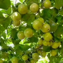 西双版纳百香果陆续大量鲜果上市大、中、小果都有现货