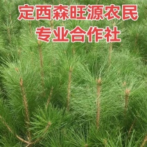 油松18X18.21X21营养杯油松发西藏拉萨，油松