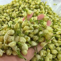 横县茉莉花干