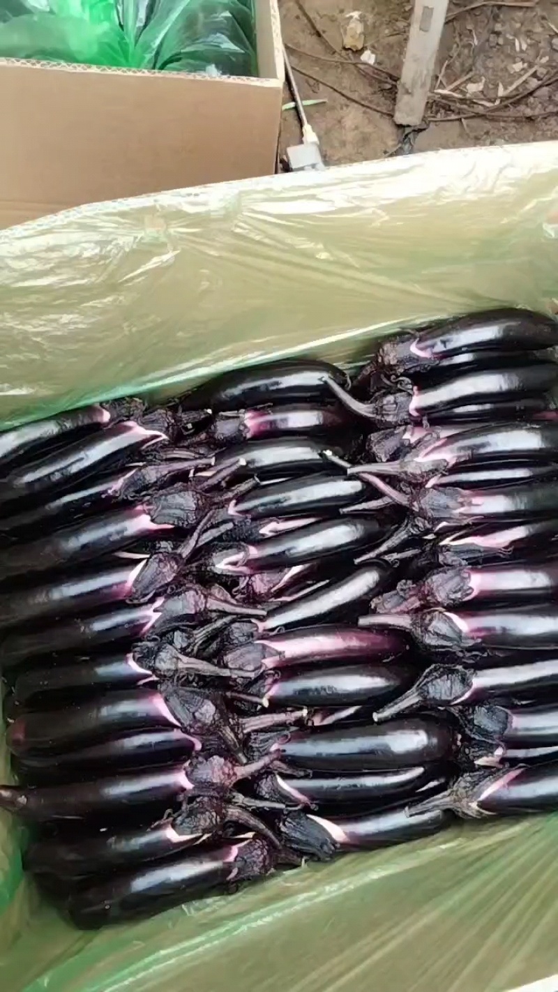 辽宁精品水果小茄子