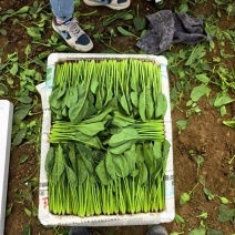 内蒙菠菜