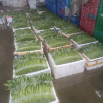 精品泡沫箱空心菜，产地直发，常年供应